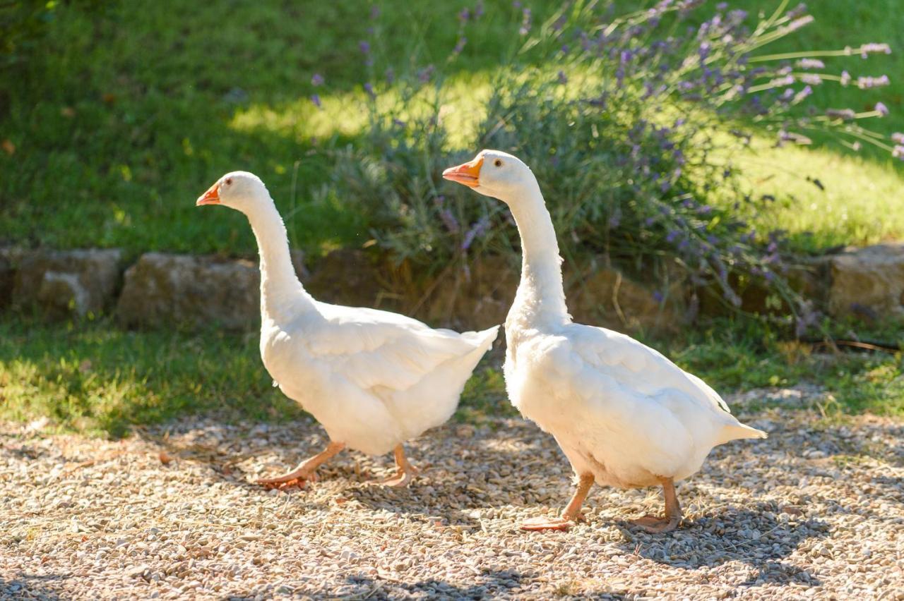 Fattoria Capobianco Villa Montefiascone Luaran gambar